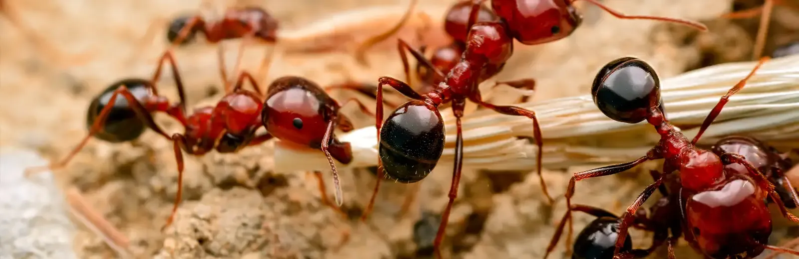 ants on ground, pest control