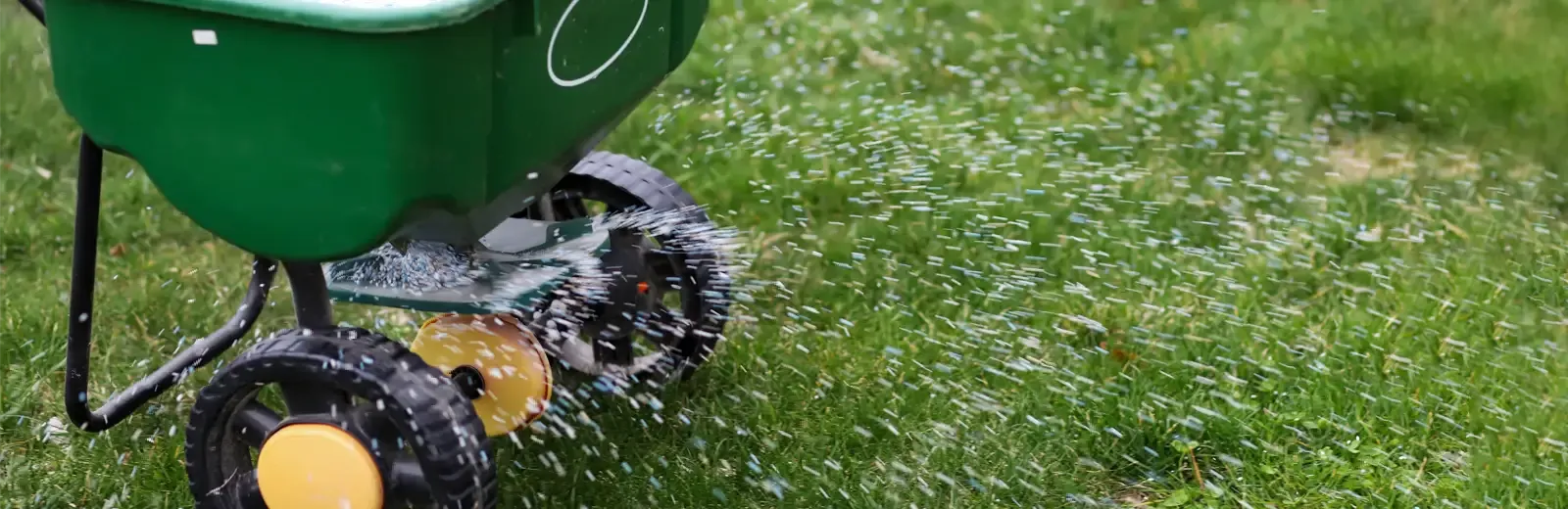 fertilizing a lawn